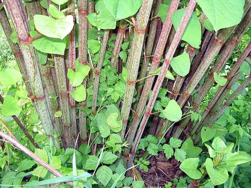 Mature Japanese knotweed canes with purple speckles and nodes like bamboo