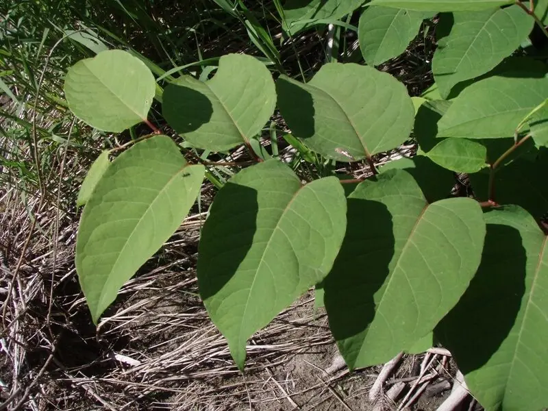 Japanese knotweed leaves, shield-shaped with a flat base, on zig-zag stems