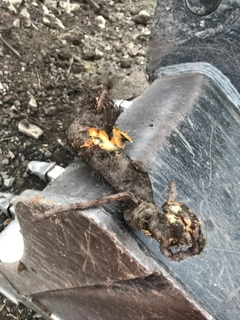 Japanese knotweed rhizome with orange flesh, lifted by an excavator bucket