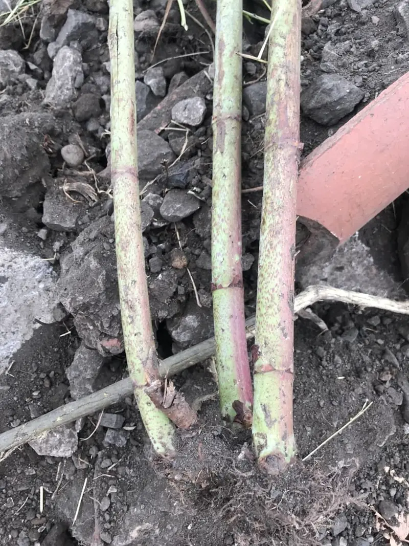 Japanese knotweed stems dug out at the crown, showing the red nodes